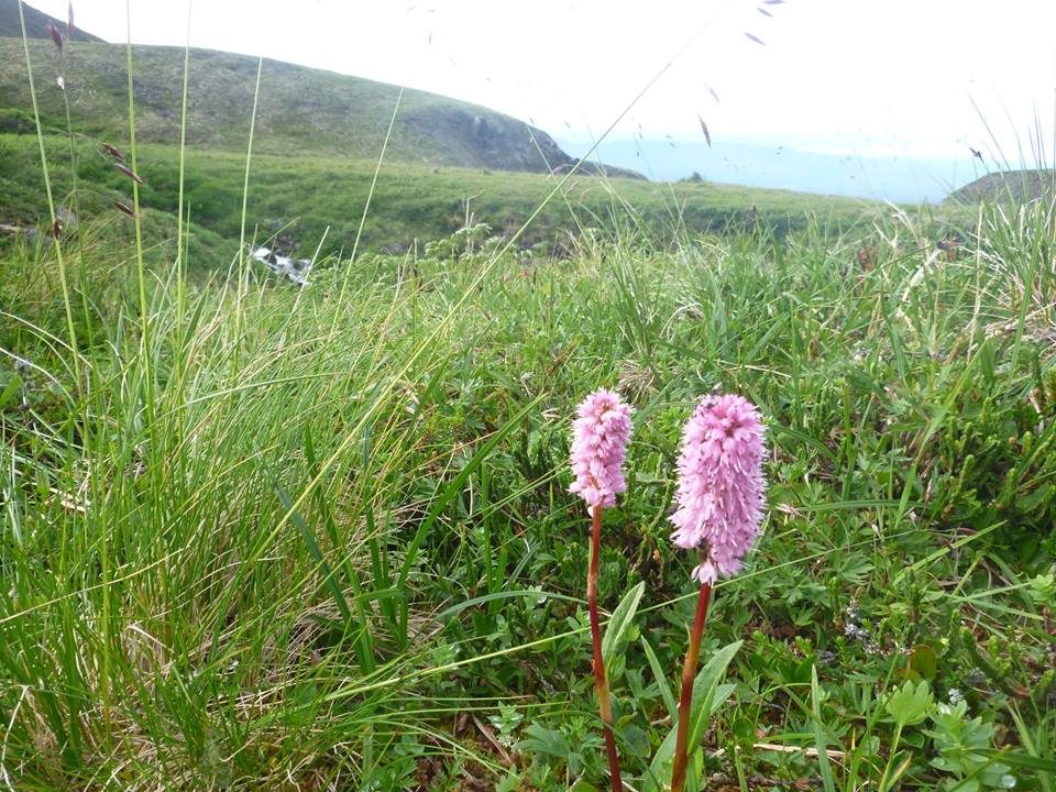 Fireweed